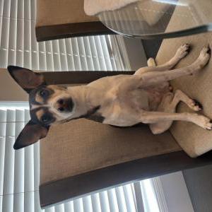 Image of Coco, Lost Dog
