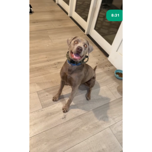Image of Buck, Lost Dog