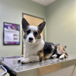 Image of Tex, Lost Dog