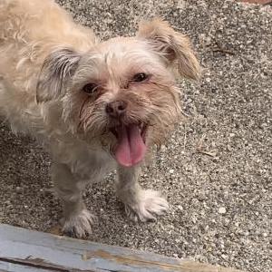 Lost Dog Teddi