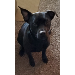 Lost Dog Hera