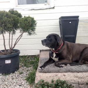 Lost Dog Roxy