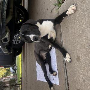 Image of Unknown, Found Dog