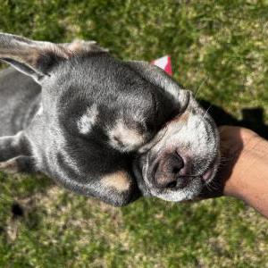 Image of Storm, Lost Dog