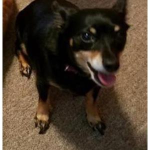 Image of Bella, Lost Dog