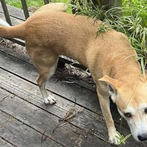 Image of Unknown, Found Dog