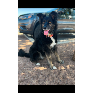 Image of Mila, Lost Dog