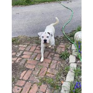 Found Dog Unknown