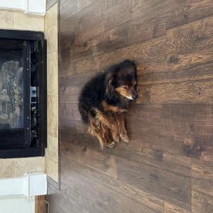 Image of Rika, Lost Dog