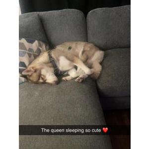 Image of Lylah, Lost Dog