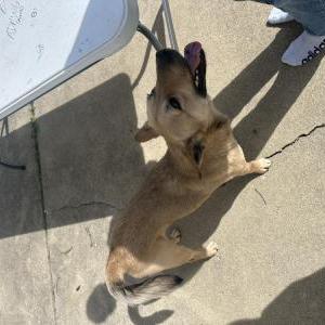 Found Dog Unsure