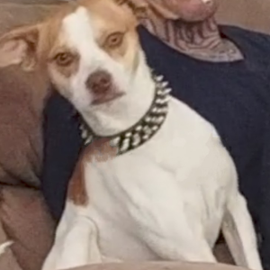 Image of Smidge, Lost Dog