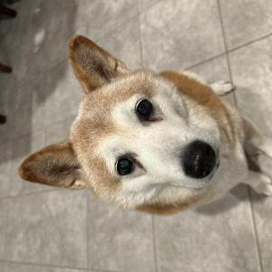 Image of Pippa, Lost Dog
