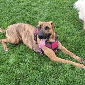 Lost Dog CoCo
