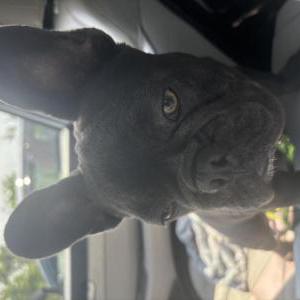Lost Dog Ecko