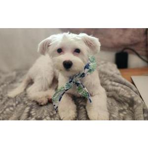 Image of Luna, Lost Dog