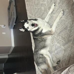 Image of Stormy, Lost Dog