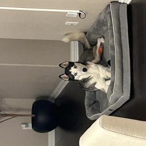 2nd Image of Stormy, Lost Dog