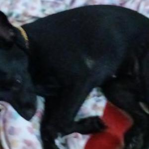 Image of Chanel, Lost Dog