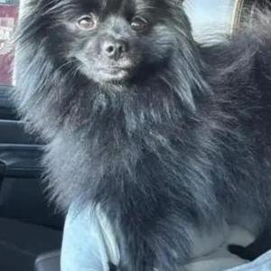 Image of Hony, Lost Dog
