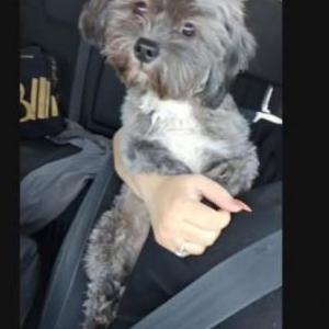 Image of Ahkemi, Lost Dog