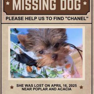 Image of Chanel, Lost Dog