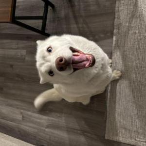 Image of Unknown, Found Dog