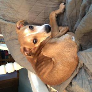 Image of Unknown, Found Dog