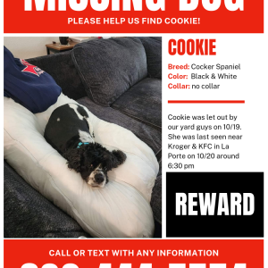 Image of Cookie, Lost Dog