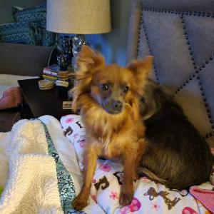 Image of Gracie, Lost Dog