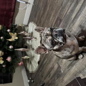 Image of Bullet, Lost Dog