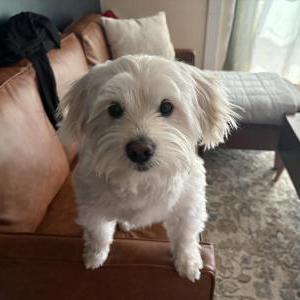 Image of Thor, Lost Dog