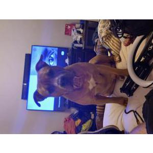 Image of Jaeger, Lost Dog