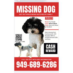 Lost Dog Naomi