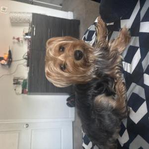 Image of Unknown, Found Dog