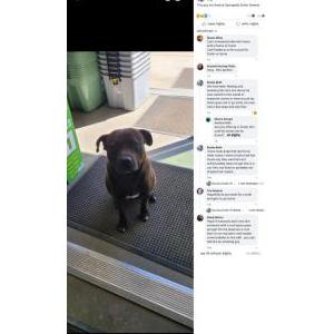 Found Dog Unknown