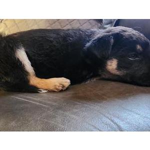 Image of puppy ~8 weeks, Found Dog