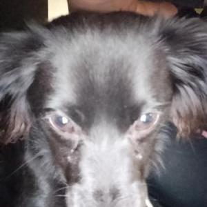 Image of Mookie, Lost Dog