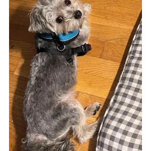 Image of Melo, Lost Dog