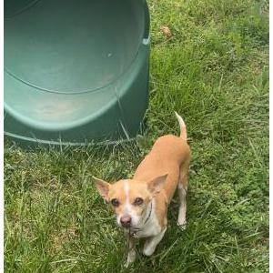 Image of Pepsi, Lost Dog