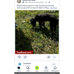 Image of Stormy, Lost Dog