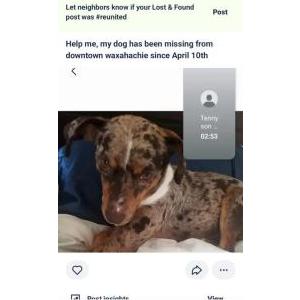 Image of Jakey, Lost Dog