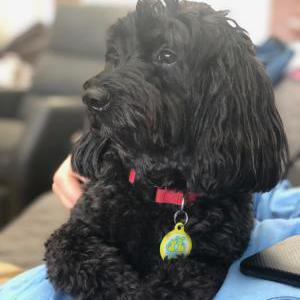 Image of Lily, Lost Dog