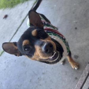 Image of Toby, Lost Dog