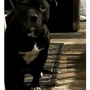 Lost Dog Myla