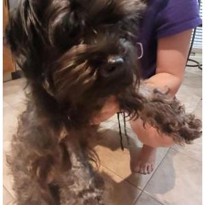 Image of Unknown, Found Dog