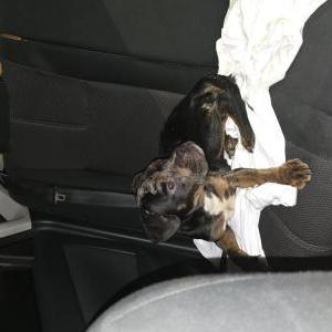Found Dog Desconocido