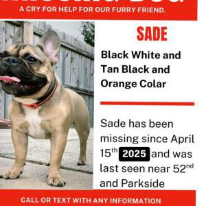 Image of Sade, Lost Dog