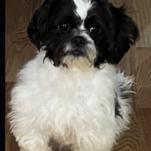 Image of Kandy, Lost Dog
