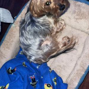 Image of Prince, Lost Dog